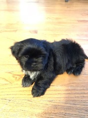 Shih-Poo Puppy for sale in EMMETT, MI, USA