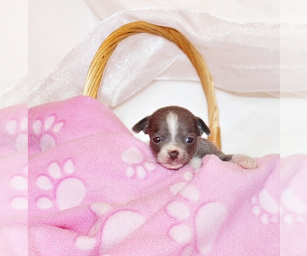 Medium Photo #5 Chihuahua Puppy For Sale in CHARLESTON, AR, USA