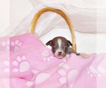 Small #3 Chihuahua