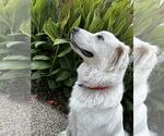 Small #12 Great Pyrenees