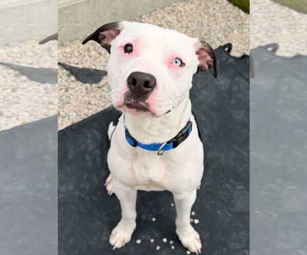 Medium Photo #4 Mutt Puppy For Sale in Jefferson, WI, USA