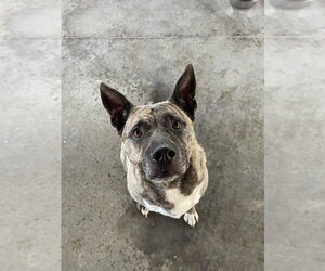 JoJo - Male Holland Shepherd Dog for Adoption - Photo #11