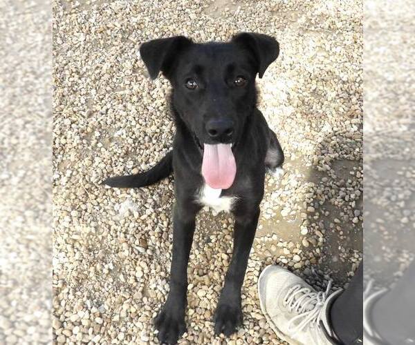 Medium Photo #3 Mutt Puppy For Sale in Anniston, AL, USA