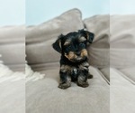 Small Photo #2 Yorkshire Terrier Puppy For Sale in WEST HARTFORD, CT, USA