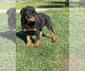 Rottweiler Puppy for sale in ELDERWOOD, CA, USA