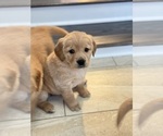 Small Photo #7 Golden Retriever Puppy For Sale in ADDISON, IL, USA