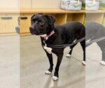 Small #9 Beagle-Border Collie Mix