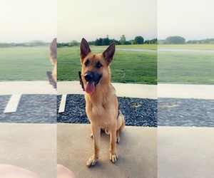German Shepherd Dog Puppy for sale in CRAWFORDSVILLE, IN, USA