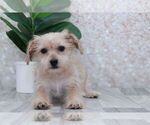 Small Photo #1 Yo-Chon Puppy For Sale in MARIETTA, GA, USA