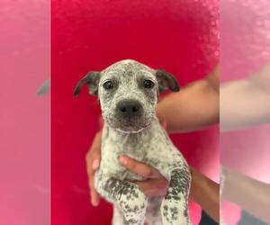 Mutt Dogs for adoption in Visalia, CA, USA