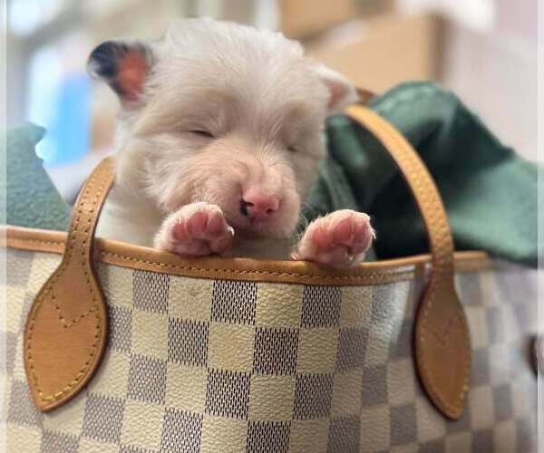 Medium Photo #3 Australian Shepherd-Unknown Mix Puppy For Sale in New York, NY, USA