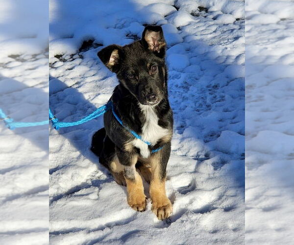 Medium Photo #5 German Shepherd Dog-Unknown Mix Puppy For Sale in Brewster, NY, USA