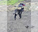 Small #9 Mutt