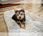 Small Photo #6 Yorkshire Terrier Puppy For Sale in LOS ANGELES, CA, USA