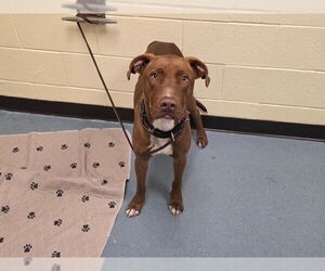 Labrador Retriever Dogs for adoption in Denver, CO, USA