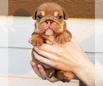 Small Photo #3 English Bulldog Puppy For Sale in PASCO, WA, USA