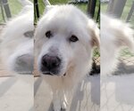 Small Photo #1 Great Pyrenees Puppy For Sale in Valparaiso, IN, USA