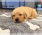 Small #3 Golden Retriever