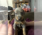Small Photo #3 Doberman Pinscher Puppy For Sale in CORRIGAN, TX, USA