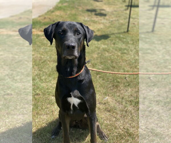 Medium Photo #4 Labrador Retriever Puppy For Sale in Royse City , TX, USA