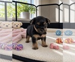 Small #3 Morkie