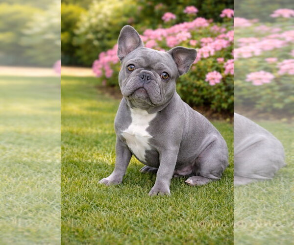 Medium Photo #1 French Bulldog Puppy For Sale in Bon Carbo, CO, USA