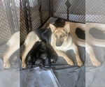 Small Photo #1 German Shepherd Dog Puppy For Sale in PARIS, TX, USA