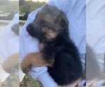 Small Photo #4 German Shepherd Dog Puppy For Sale in BELLINGHAM, WA, USA