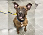 Small #1 American Staffordshire Terrier Mix