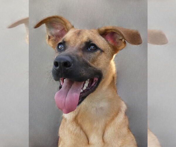 Medium Photo #1 German Shepherd Dog Puppy For Sale in Pasadena, CA, USA