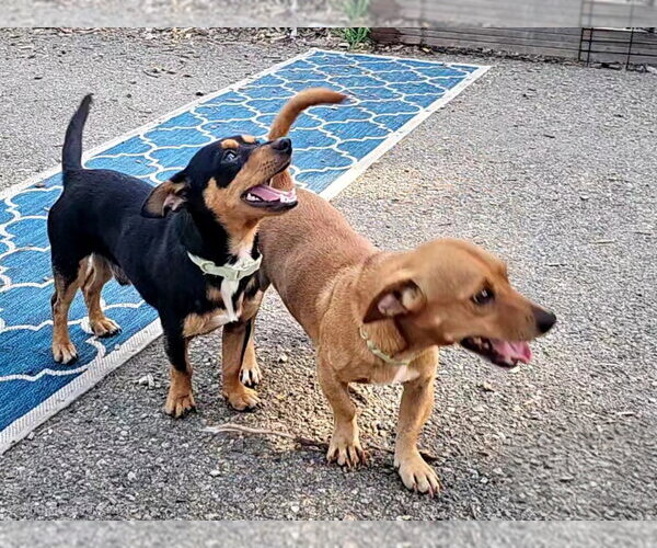 Medium Photo #5 Chihuahua Puppy For Sale in Bloomingdale, NJ, USA