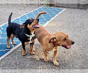 Luis and Leo - Male Chihuahua Dog for Adoption - Photo #5