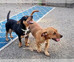 Small #4 Chihuahua