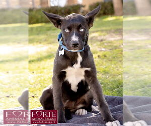 Sky - Female Border Collie-Siberian Husky Mix Dog for Adoption - Photo #6