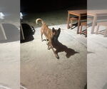 Small #5 Mutt