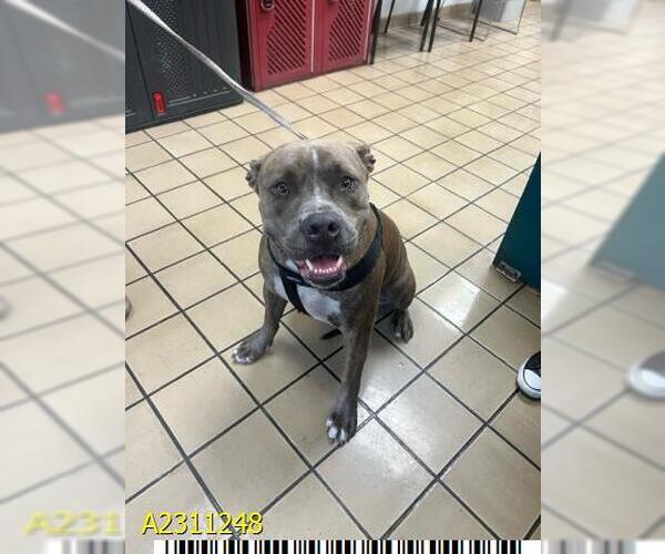 Medium Photo #1 American Pit Bull Terrier Puppy For Sale in West Palm Beach, FL, USA