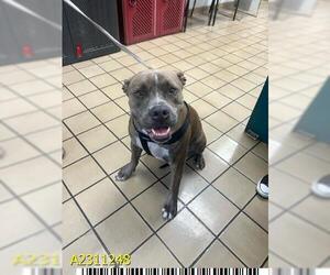 American Pit Bull Terrier Dogs for adoption in West Palm Beach, FL, USA