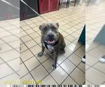 Small American Pit Bull Terrier