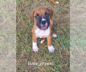 Boxer-Boxer Mix Puppy for sale in GUTHRIE, OK, USA