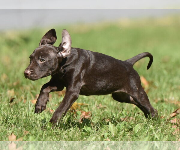 Medium Photo #14 Chocolate Labrador retriever-Pointer Mix Puppy For Sale in Mechanicsburg, PA, USA