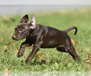 Franzi - Female Chocolate Labrador retriever-Pointer Mix Dog for Adoption - Photo #14