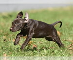Small Photo #14 Chocolate Labrador retriever-Pointer Mix Puppy For Sale in Mechanicsburg, PA, USA