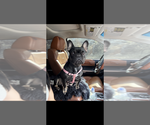 Small Photo #1 French Bulldog Puppy For Sale in KALISPELL, MT, USA