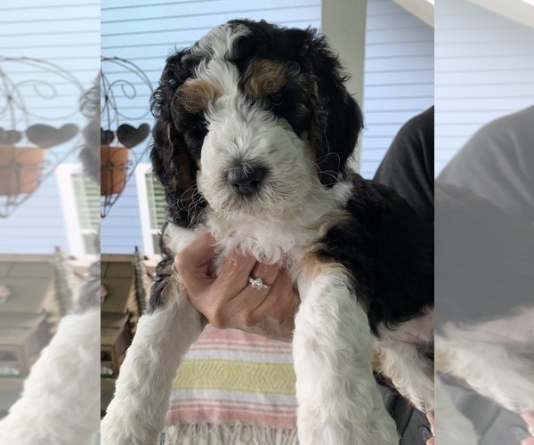 Medium Photo #1 Bernedoodle Puppy For Sale in POINTBLANK, TX, USA