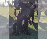 Puppy 2 American Pit Bull Terrier-Cane Corso Mix