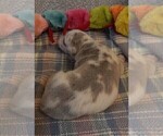 Small Photo #77 Great Dane Puppy For Sale in SPRAGGS, PA, USA