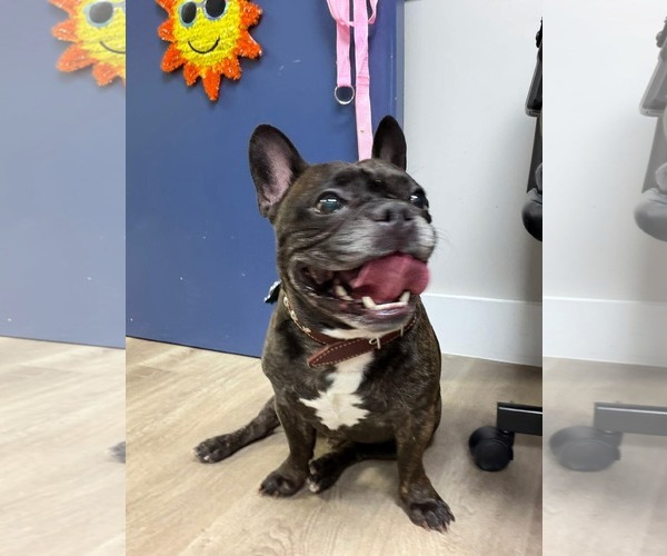 Medium Photo #1 Faux Frenchbo Bulldog Puppy For Sale in Valrico, FL, USA