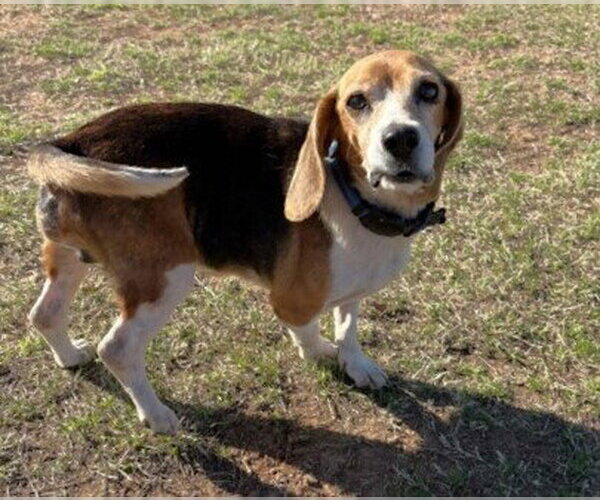 Medium Photo #4 Beagle Puppy For Sale in Dunnellon, FL, USA