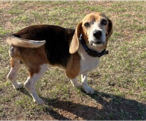 Matty - Male Beagle Dog for Adoption - Photo #3