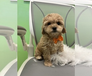 Poodle (Toy)-Zuchon Mix Puppy for Sale in RANDOLPH, Massachusetts USA